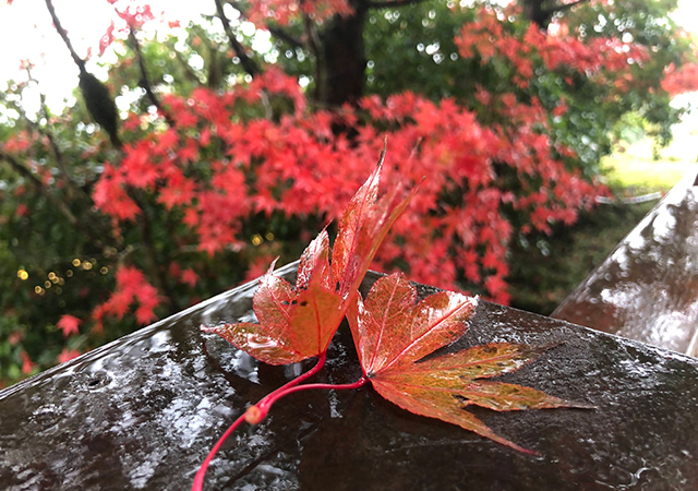 秋季太平山三日