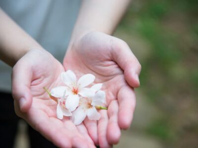 苗栗三義 油桐花